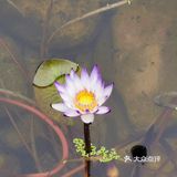 森林公园二刷