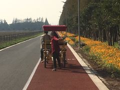 -上海长兴岛郊野公园