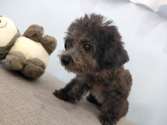 -喵宠乐园·撸猫互动·猫舍