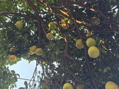 -孝店王酒酿馒头(安昌1店)