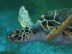 -广东惠东海龟国家级自然保护区