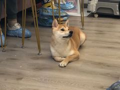 -浣熊柯尔鸭土拨鼠·电玩咖