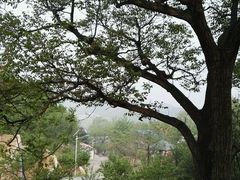 -小慧大桃观光采摘园