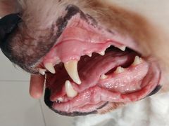 -喜多萌中农锦绣动物医院24H·猫科·牙科MRI·CT