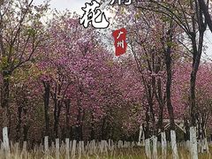 -广东花都湖国家湿地公园