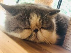 -more than meow吴止猫主题餐厅(承德 中船汇店)