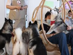 -Husky Go! 哈士奇体验馆·宠物咖啡厅狗咖