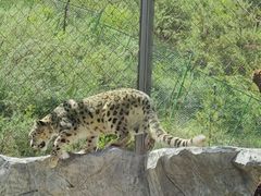 -青藏高原野生动物园