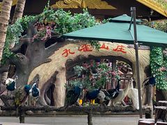 -西双版纳原始森林公园