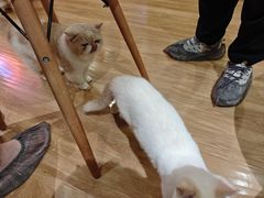 -滚猫咖啡·猫咖·猫友好撸猫(未来城店)