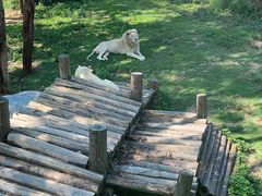 -泉州海丝野生动物世界