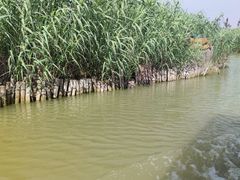 -泗洪洪泽湖湿地景区