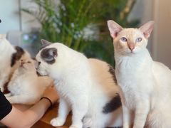 -Cappucimeow猫咪咖啡馆(韦伯时代店)