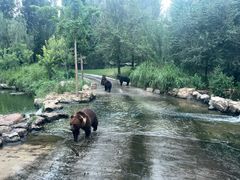 -北京野生动物园