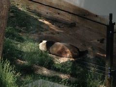 -原山国家森林公园