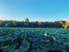 -长春市南湖公园