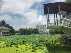 -荔湾湖公园