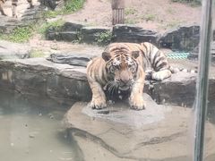 -深圳野生动物园