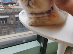 -怪兽屋·羊驼·猫咖·狗咖(俊华广场店)