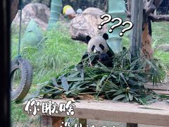 -广州长隆野生动物世界