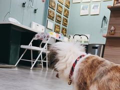 -严国平动物医院(德政总院)