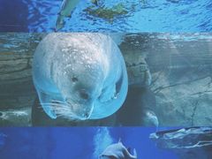 -海合安成都极地海洋公园