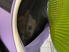 -艾吉宠物医院·疑难杂症转诊中心·猫友好(碧江路院)