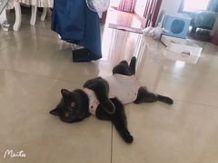 -关爱宠物医院·猫科中心·消化科(滨湖万达分院)