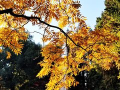 -上海共青森林公园