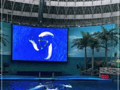 -海合安成都极地海洋公园