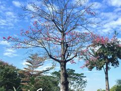 -东莞植物园