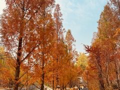 -元大都城垣遗址公园