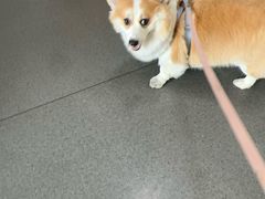 -半岛宠物医院24小时(科华中路店)