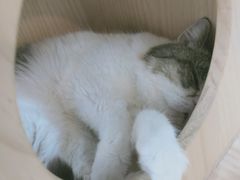 -喵园·猫主题咖啡厅·撸猫·猫咖(国贸店)