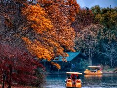 -上海共青森林公园