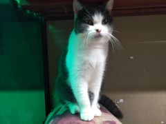 -猫咪博物馆(顶澳仔猫街店)