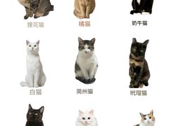 -Bastet sally猫舍购宠(静安店)