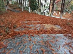 -八大山人梅湖景区