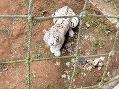 -西霞口神雕山野生动物世界