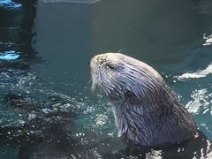 -西雅图水族馆