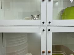 -青奢宠物·青奢猫舍