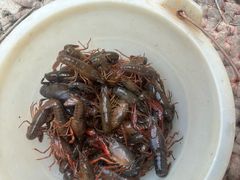 -同銮特种养殖场·龙虾垂钓