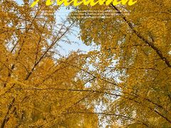 -三里屯东五街银杏大道