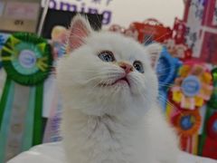 -小猫来了·猫舍(红山六九七九店)