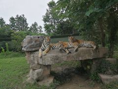 -野生动物园-停车场