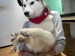 -Husky Go! 哈士奇体验馆·宠物咖啡厅狗咖