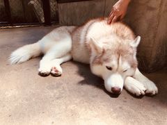 -TrueLove @ Neverland (Husky Cafe)