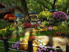 -上海共青森林公园