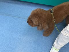 -博特宠物医院24h犬猫全科.骨科·异宠