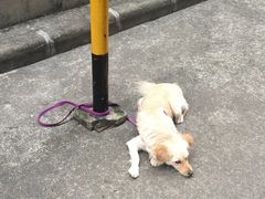-元氏钵仔糕(北京路店)